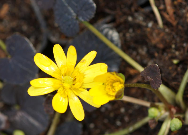 Ranunculus ficaria 'Kupferteppich' - Schabockskraut
