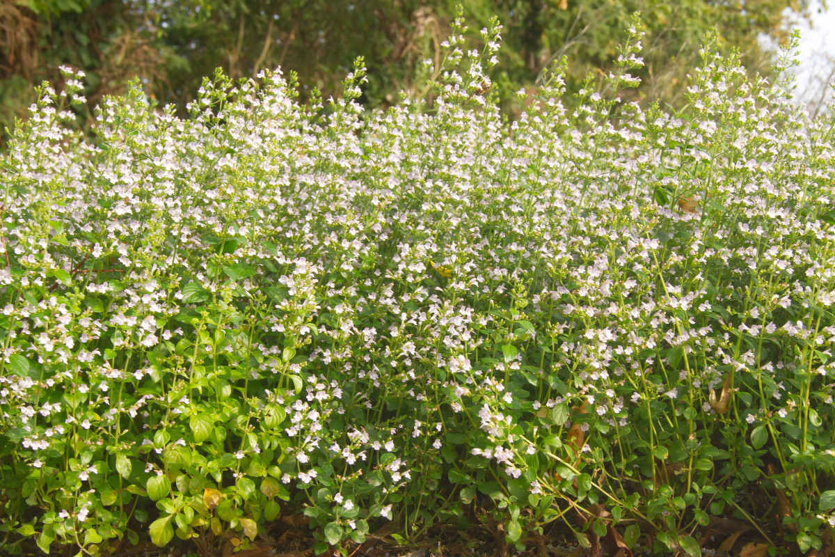 Calamintha nepeta 'Triumphator'