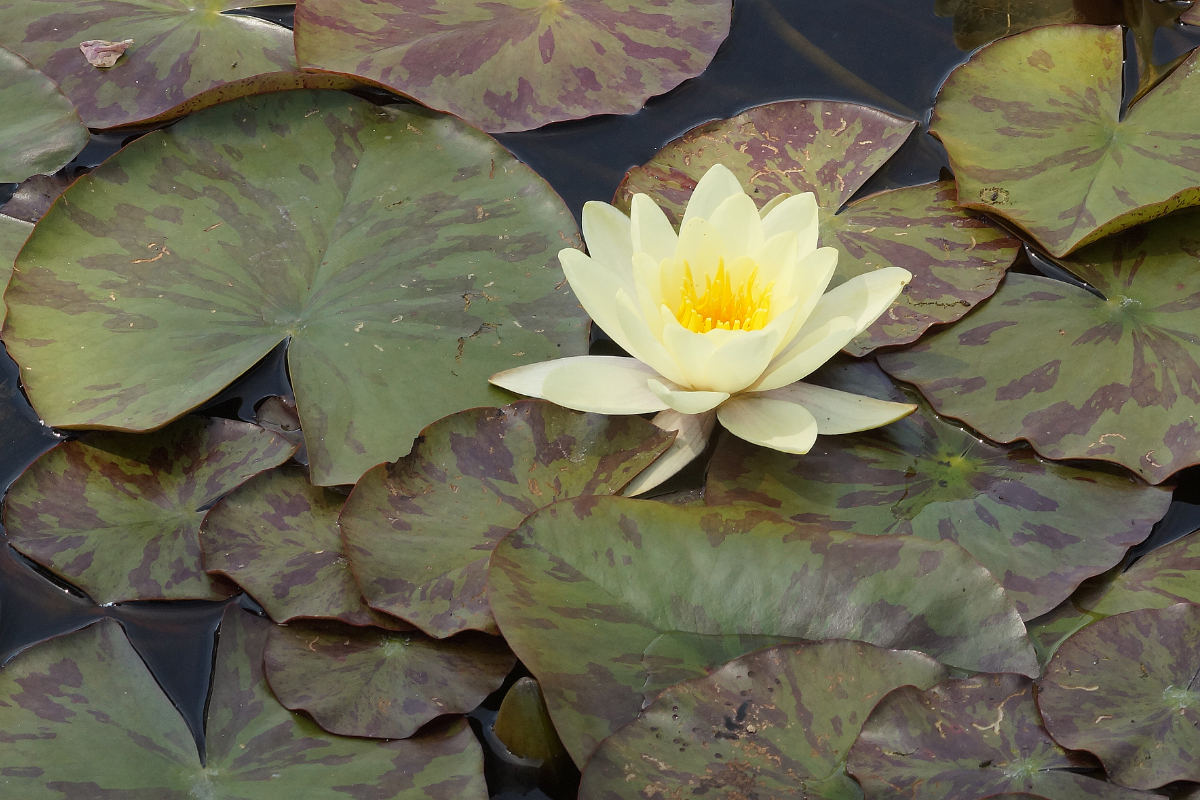Nymphaea Hybride 'Marliacea Chromatella'
