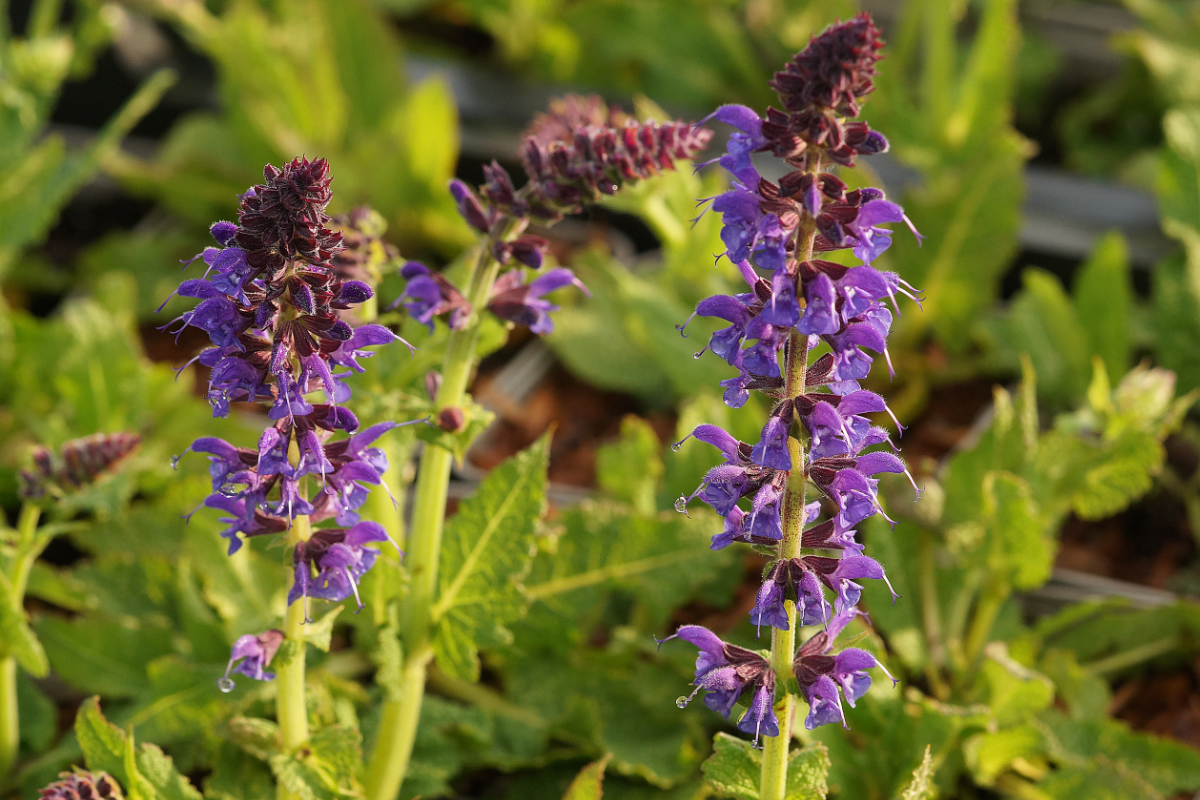 Salvia nemorosa 'Mainacht' - Sommer-Gartensalbei