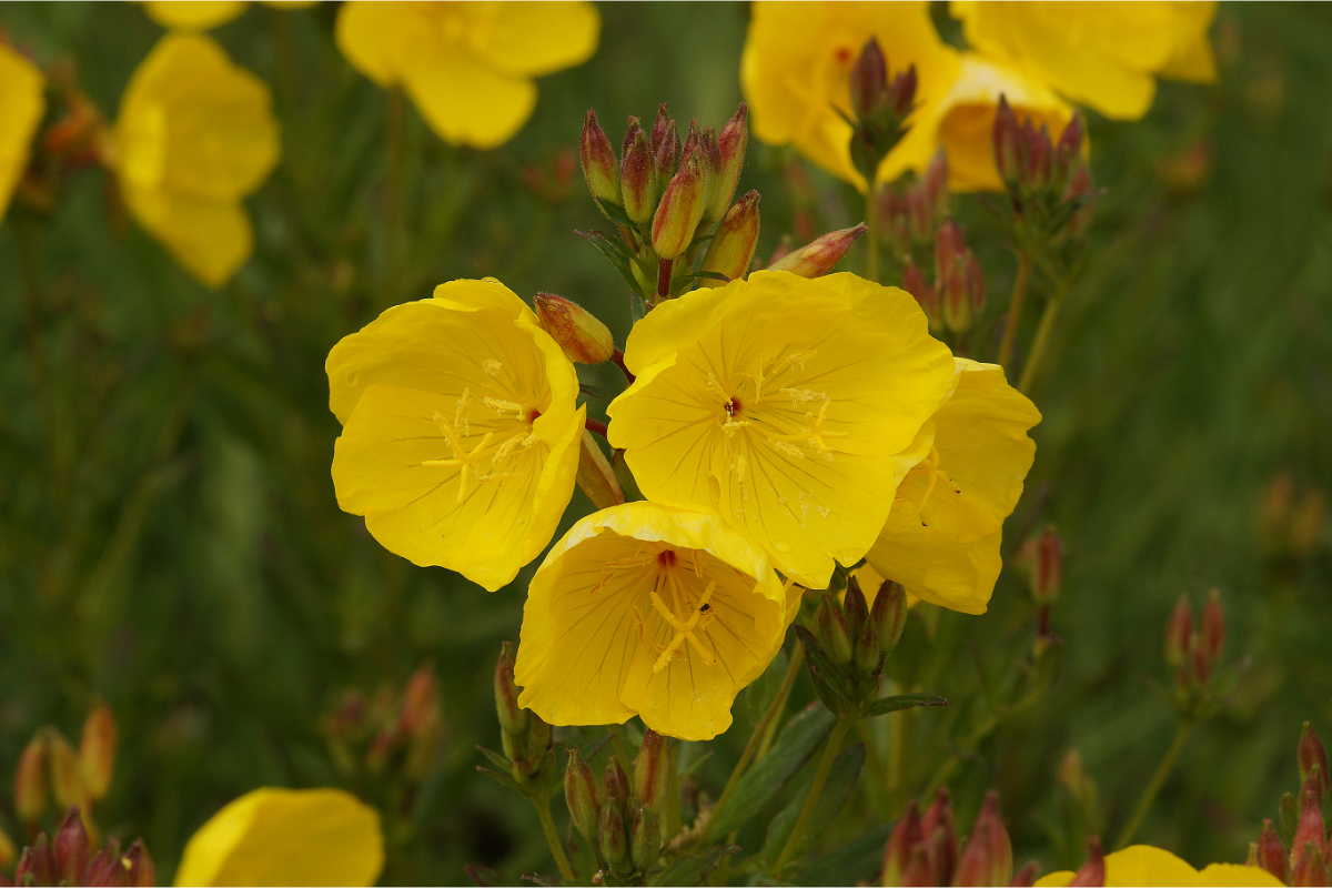 Oenothera fruticosa (tetragona) 'Hohes Licht'