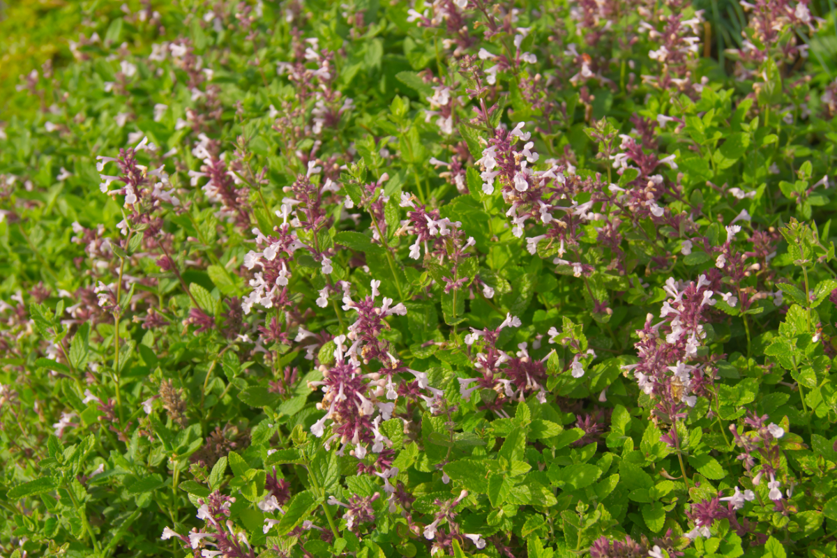 Nepeta grandiflora 'Florina'