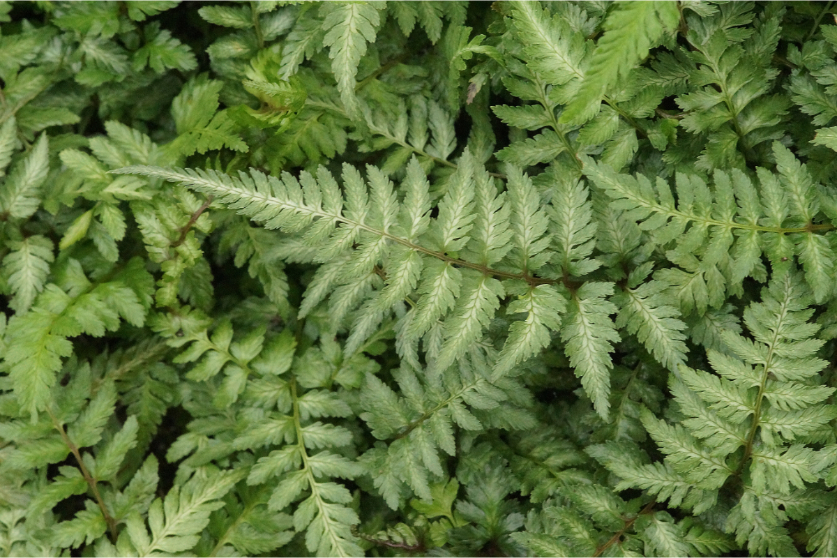Athyrium niponicum 'Metallicum' gen.