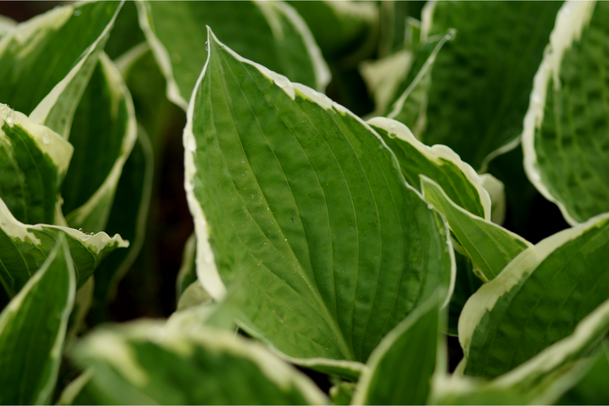 Hosta x fortunei 'Francee' - Funkie, Herzlilie