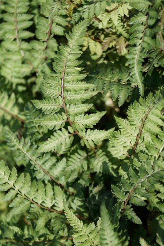 Athyrium niponicum 'Pewter Lace' mer.