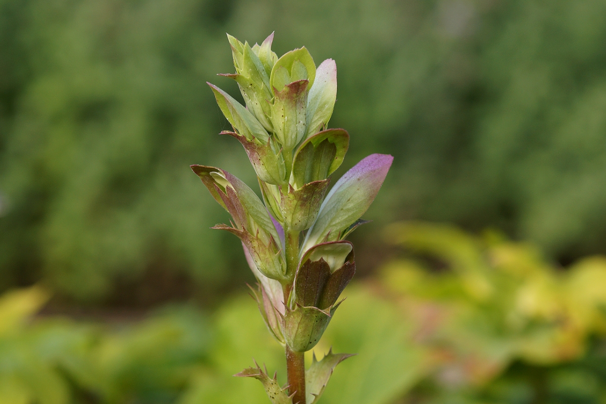 Acanthus mollis - Weiche Bärenklaue, Akanthus