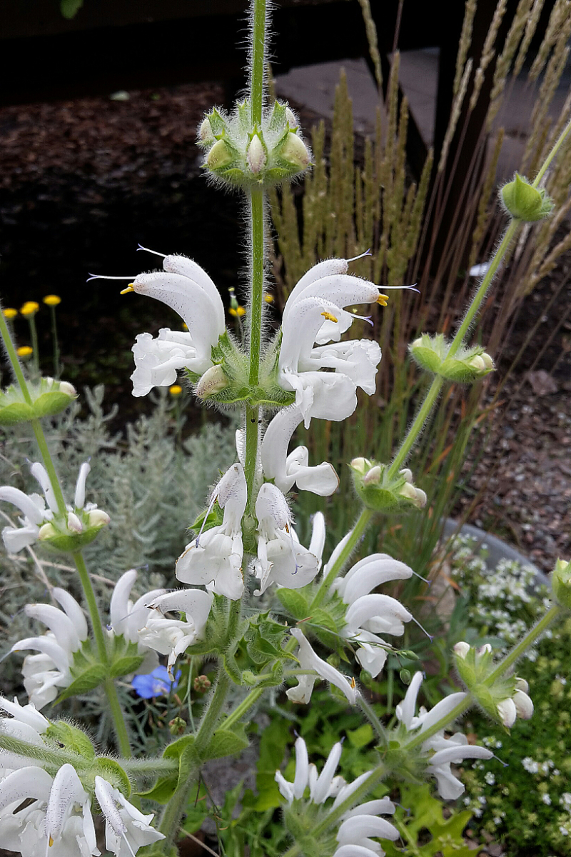 Salvia argentea