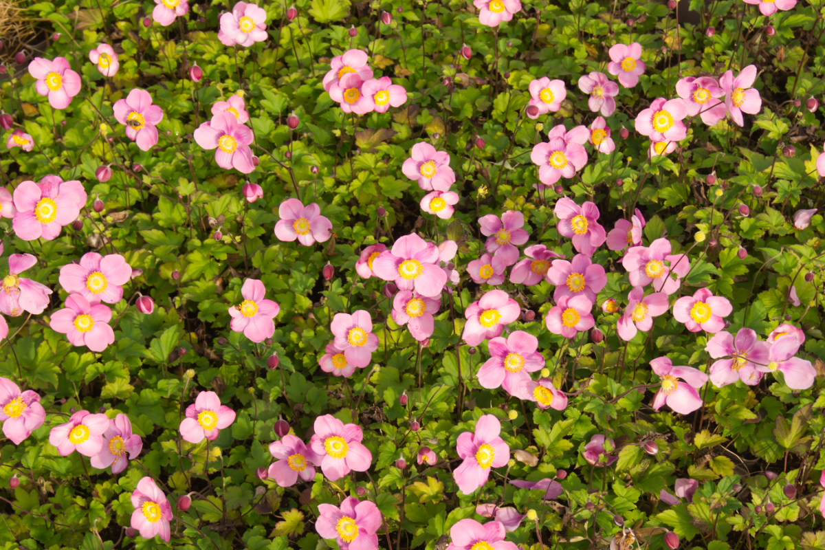 Anemone hupehensis 'Praecox'