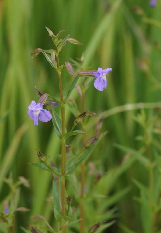 Mimulus ringens