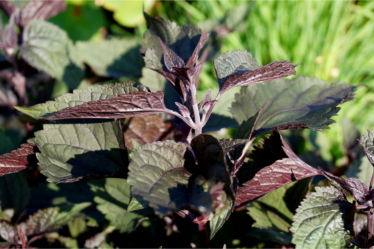 Eupatorium rugosum 'Chocolate' - Runzelblättriger Wasserdost