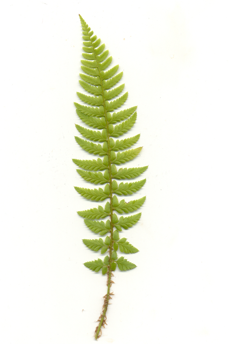 Polystichum aculeatum gen.