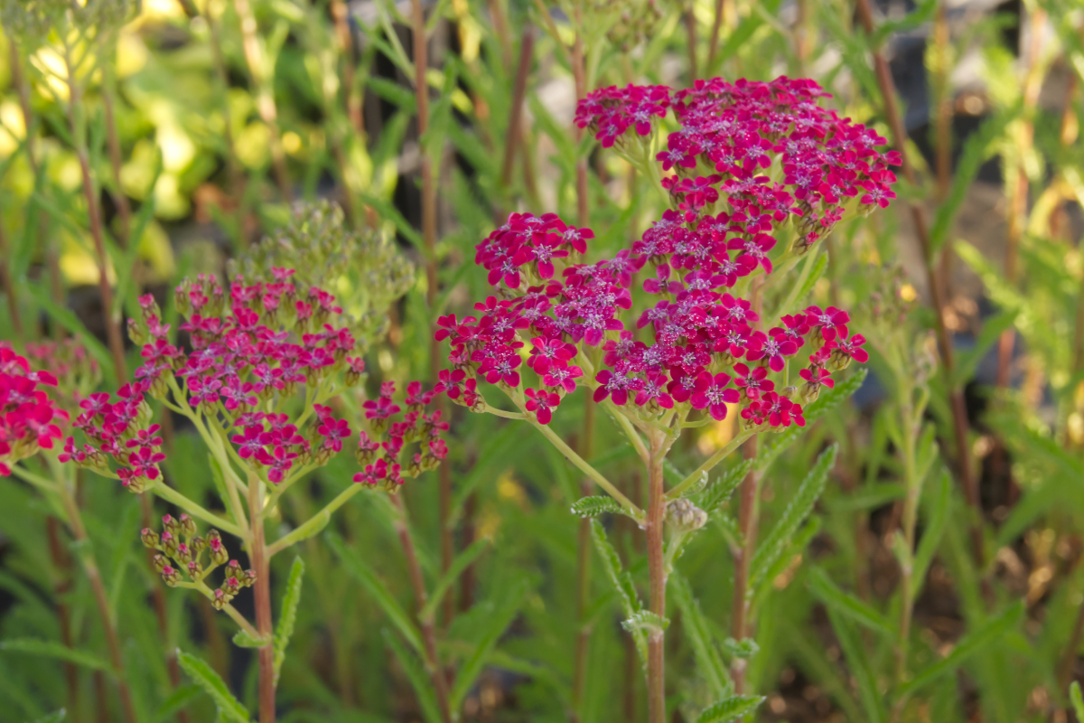 Achillea Millefolium-Hybr. 'Lilac Beauty' - Schafgarbe