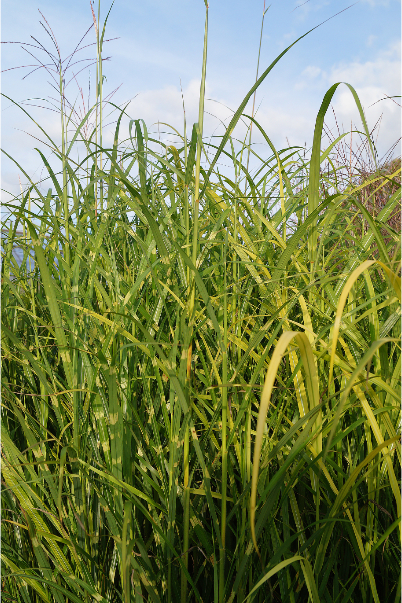 Miscanthus sinensis 'Zebrinus'