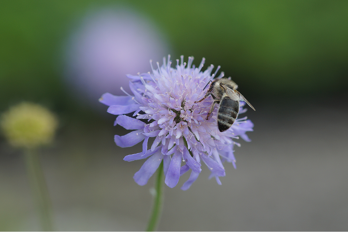 Knautia arvensis