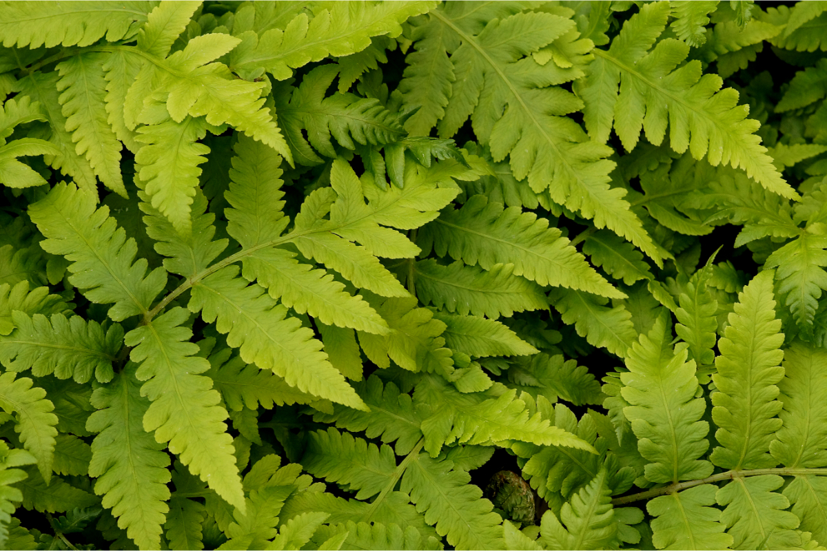 Matteuccia orientalis gen.