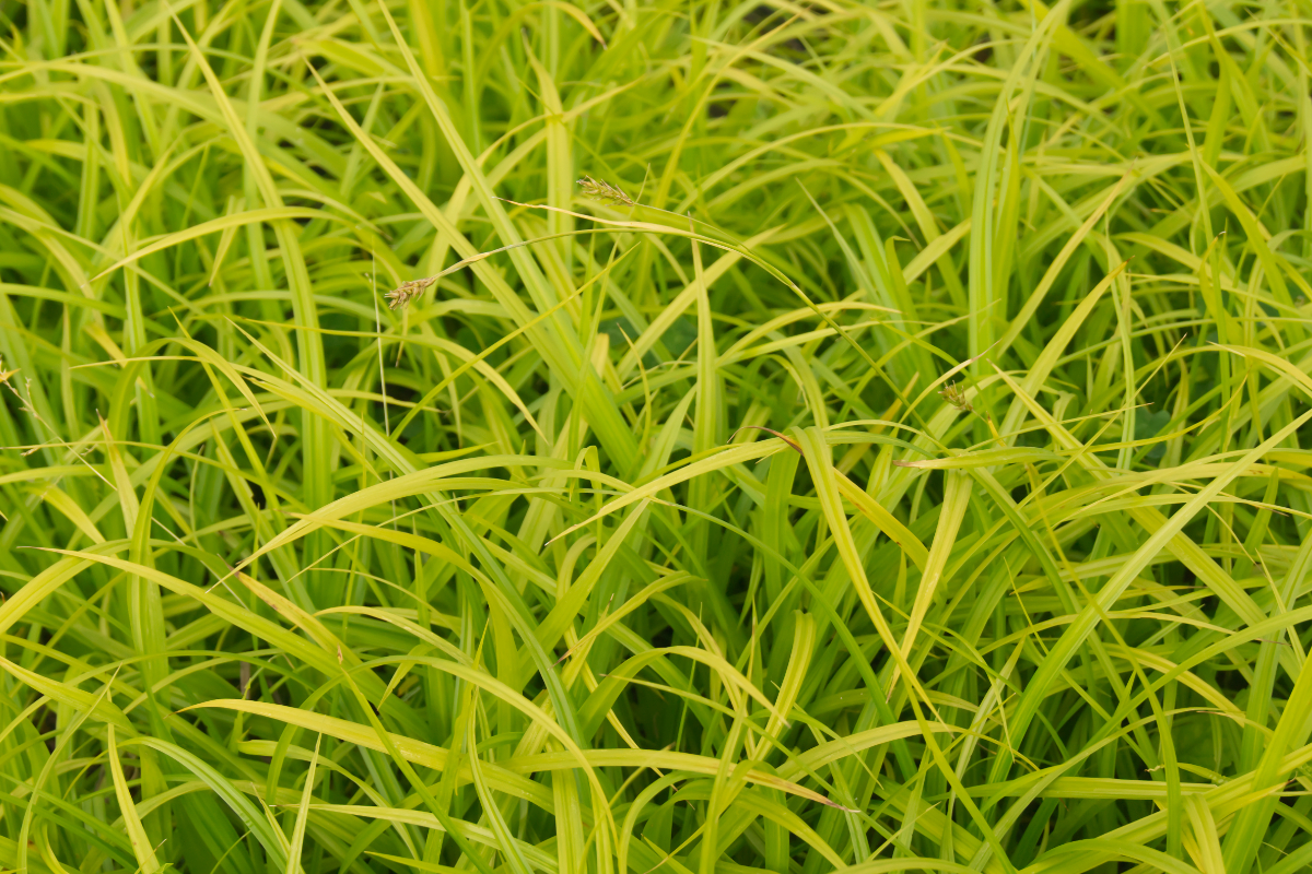 Carex sylvatica - Waldsegge