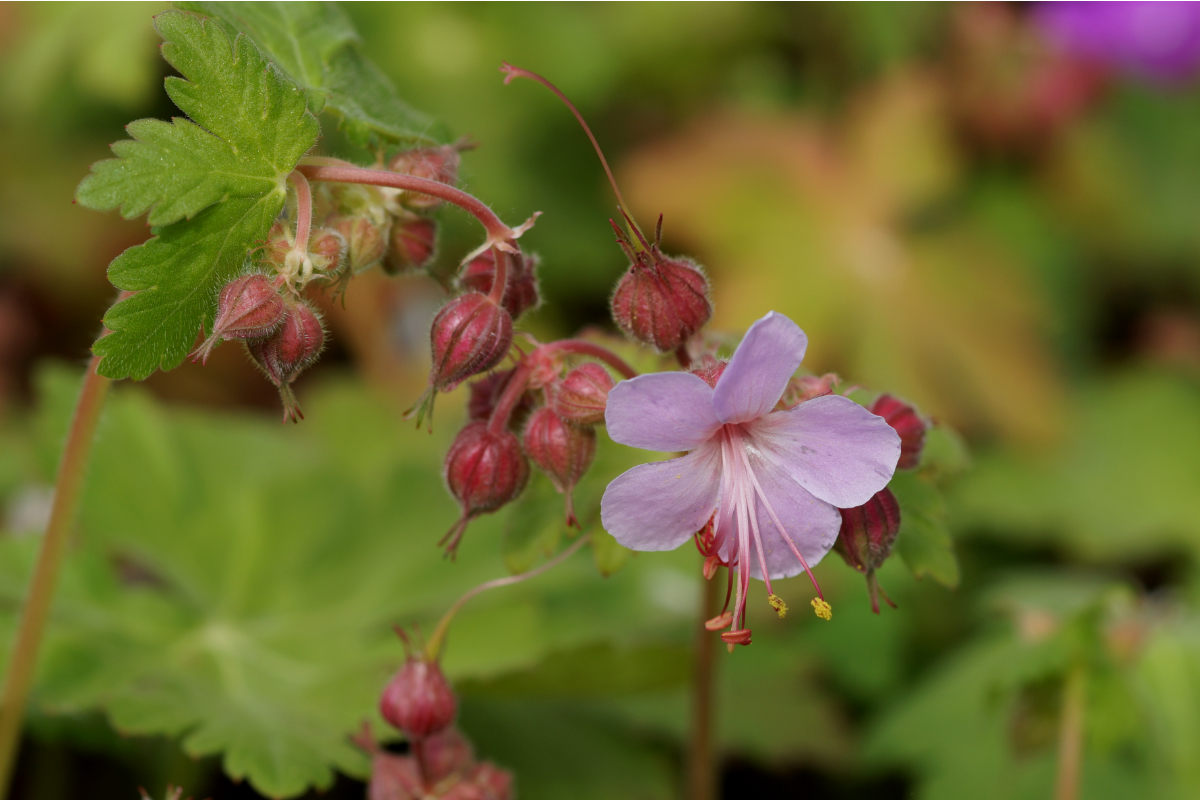 Geranium macrorrhizum 'Ingwersen' - Balkan-Storchschnabel