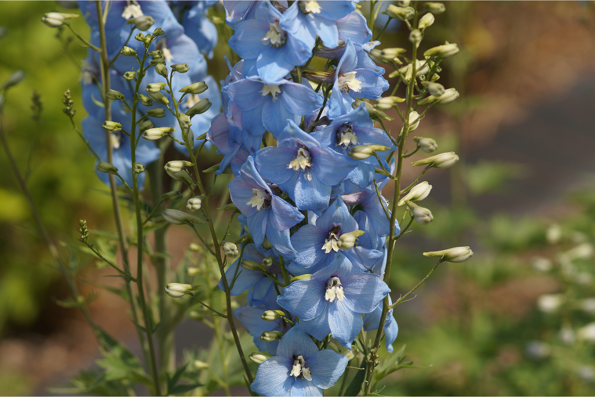 Delphinium Elatum-Hybr. 'Gletscherwasser'