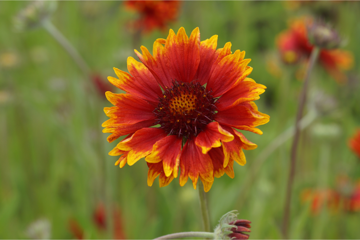 Gaillardia x grandiflora 'Tokajer'