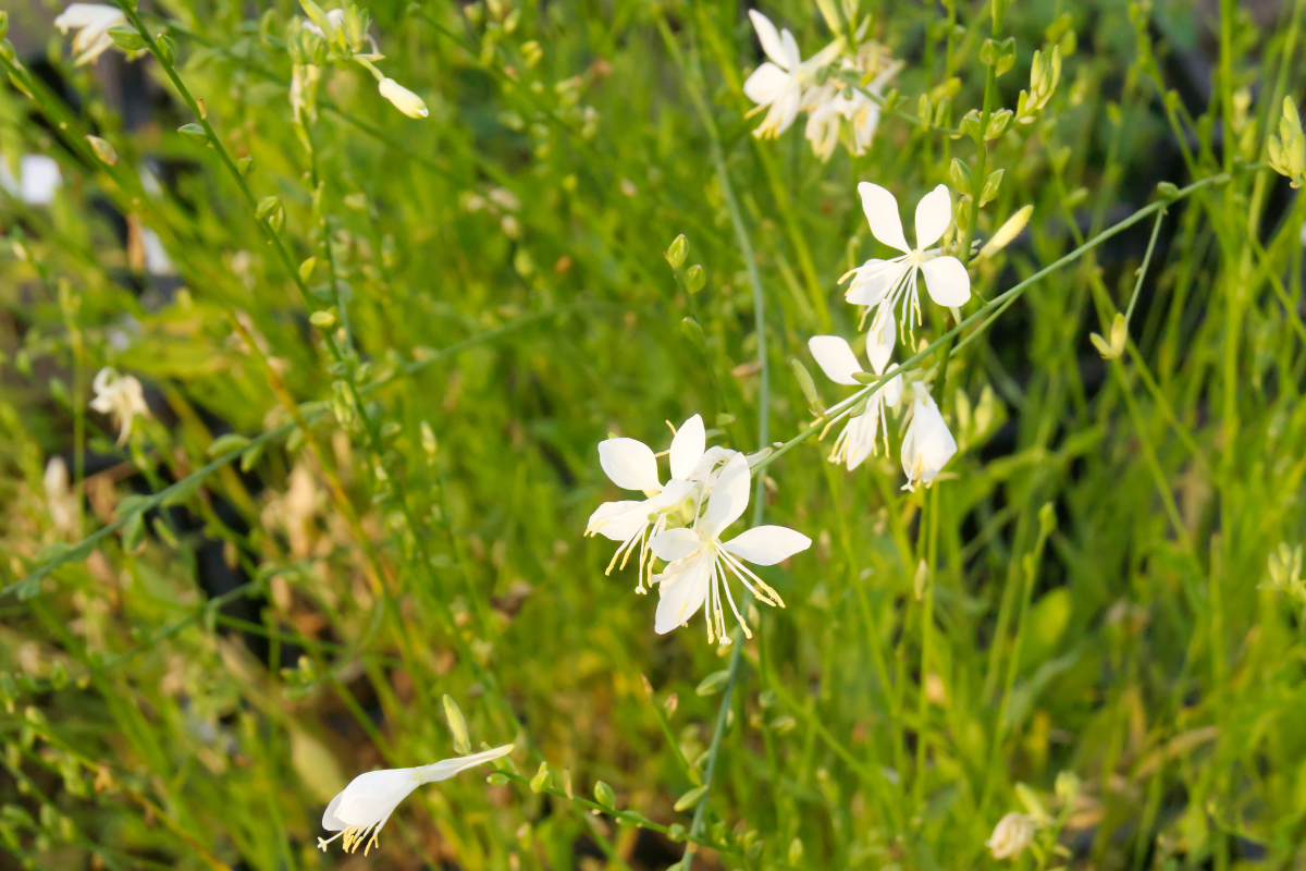 Gaura lindheimeri 'Cool Breeze'