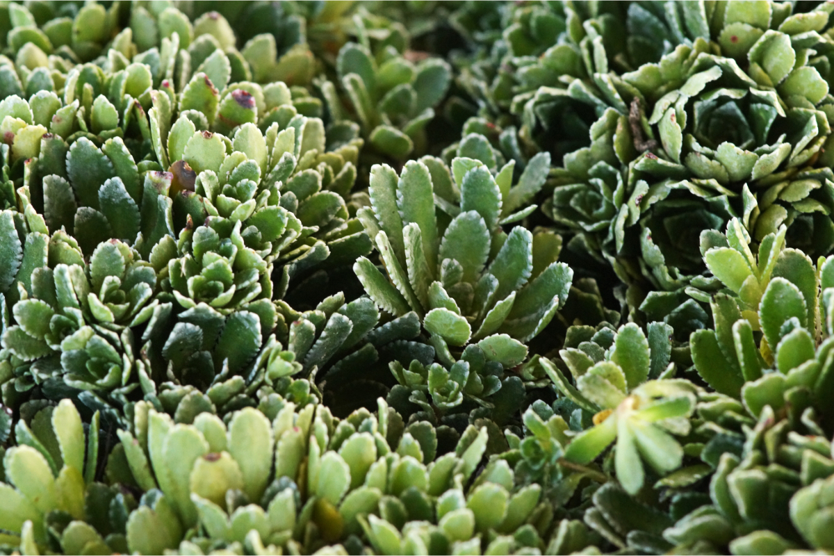 Saxifraga paniculata