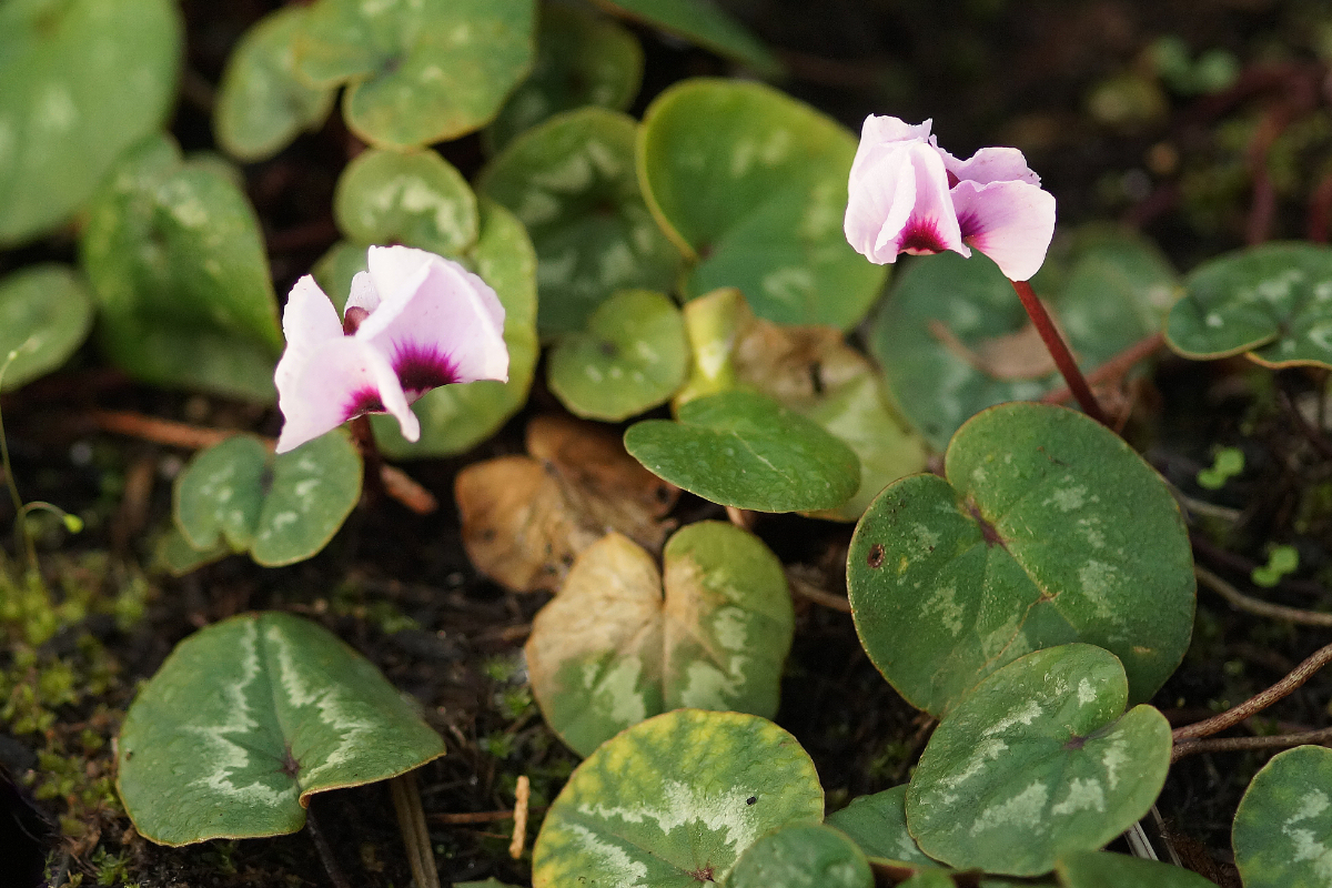 Cyclamen coum