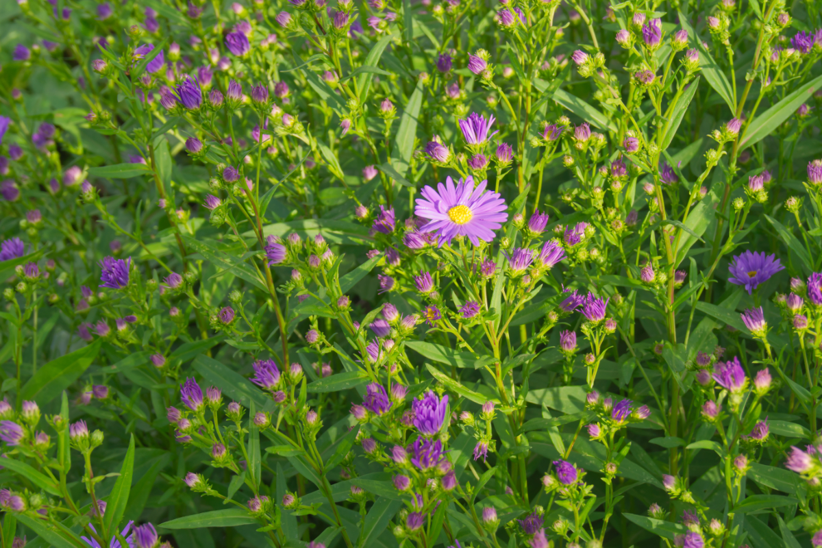 Aster novi-belgii 'Dauerblau'