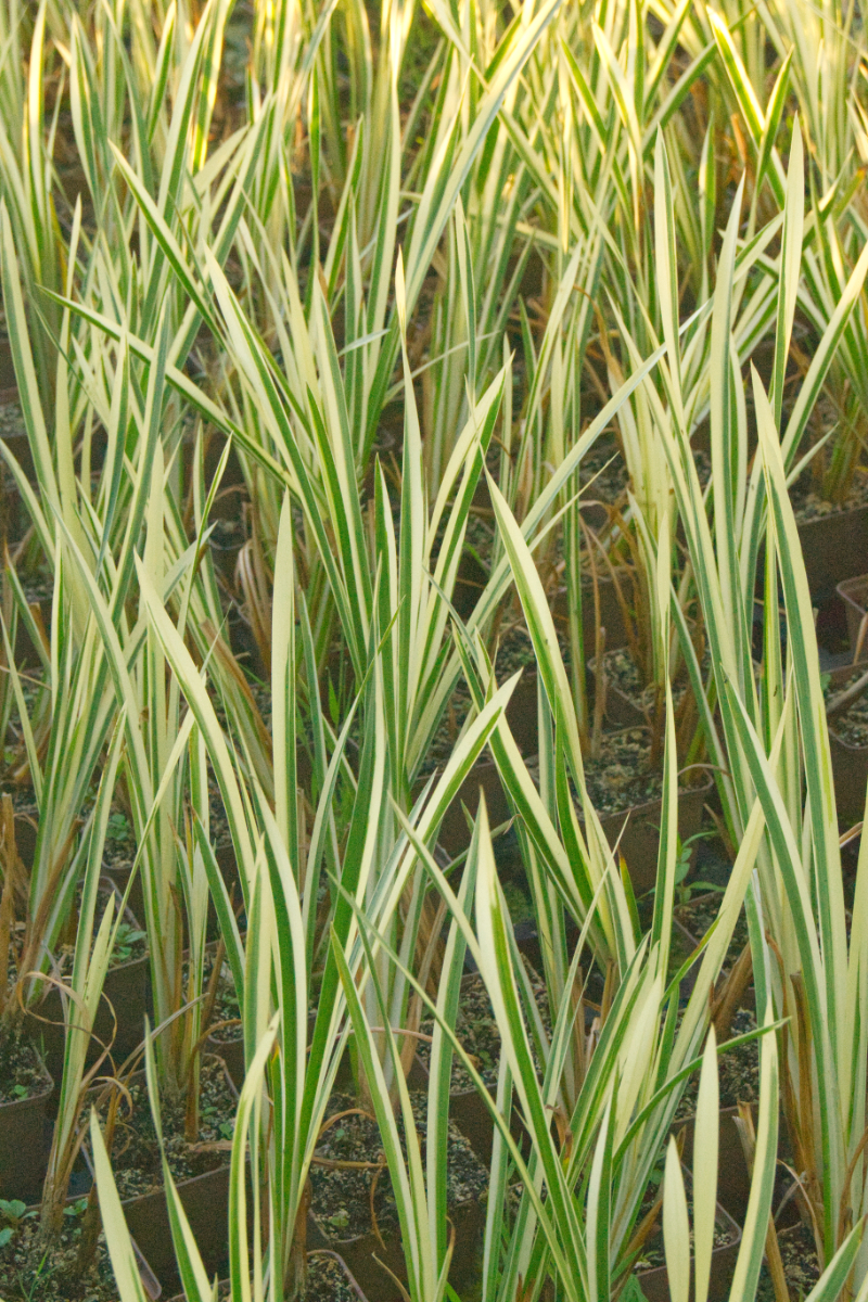 Acorus calamus 'Variegatus' - Kalmus