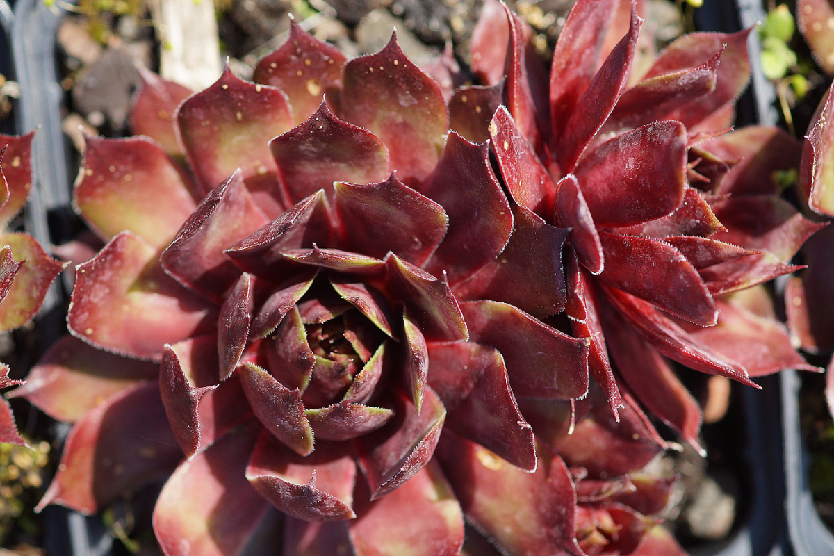 Sempervivum Hybride 'Red Cross'