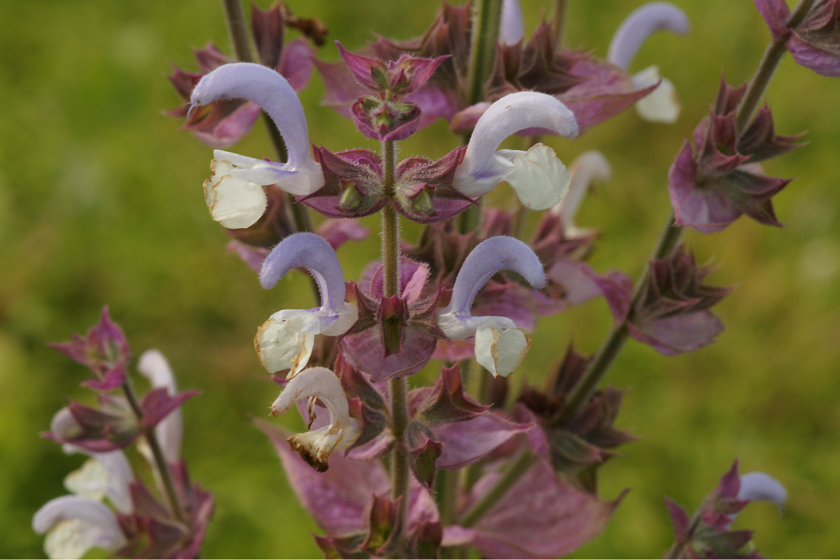 Salvia sclarea - Muskatellersalbei