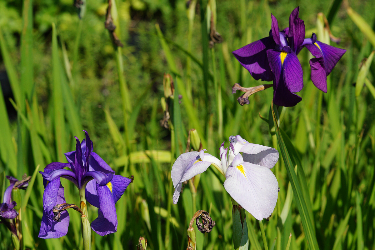 Iris ensata (kaempferi)