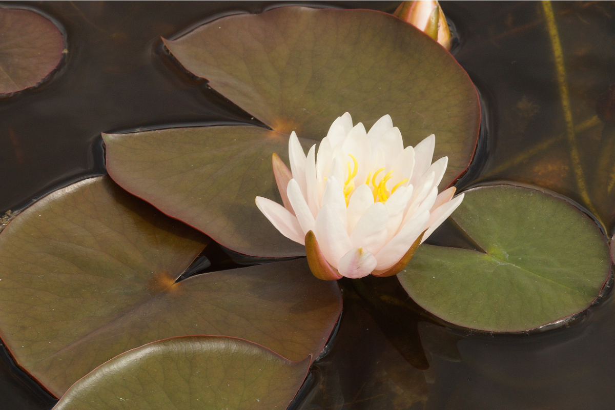Nymphaea Hybride 'Schnuppe'