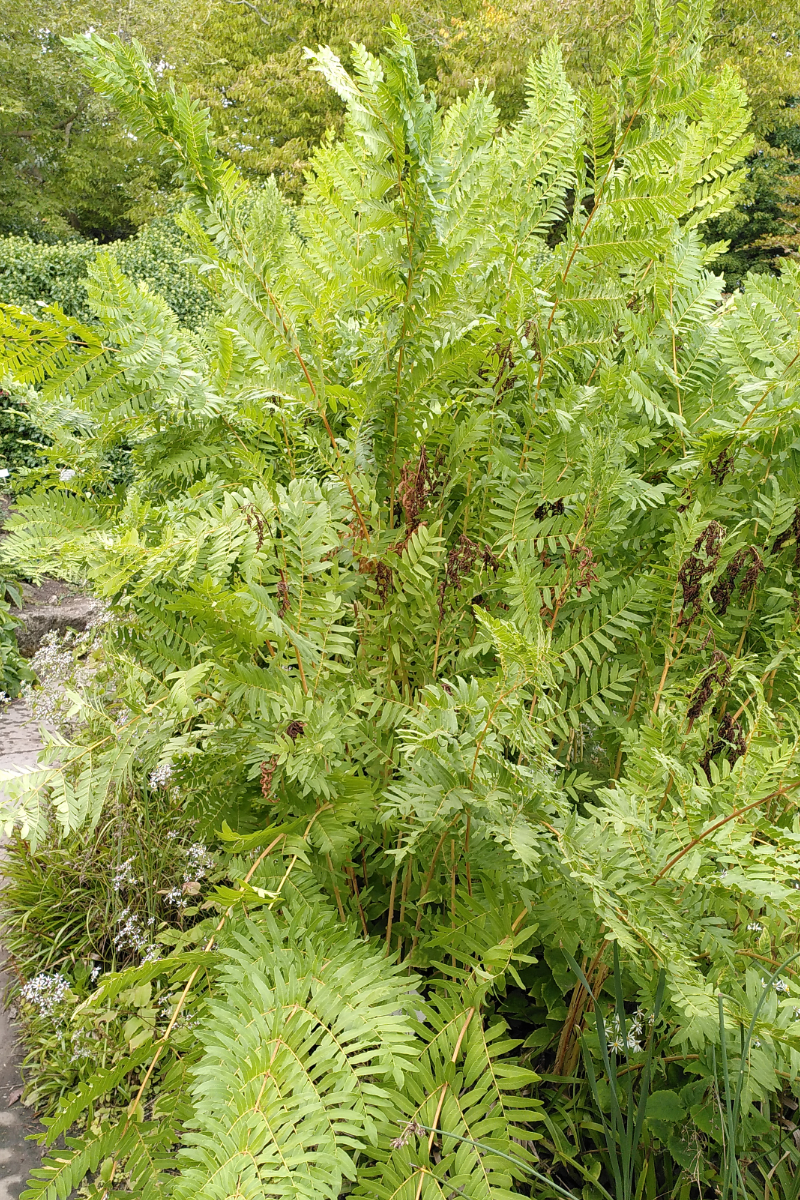 Osmunda regalis gen.