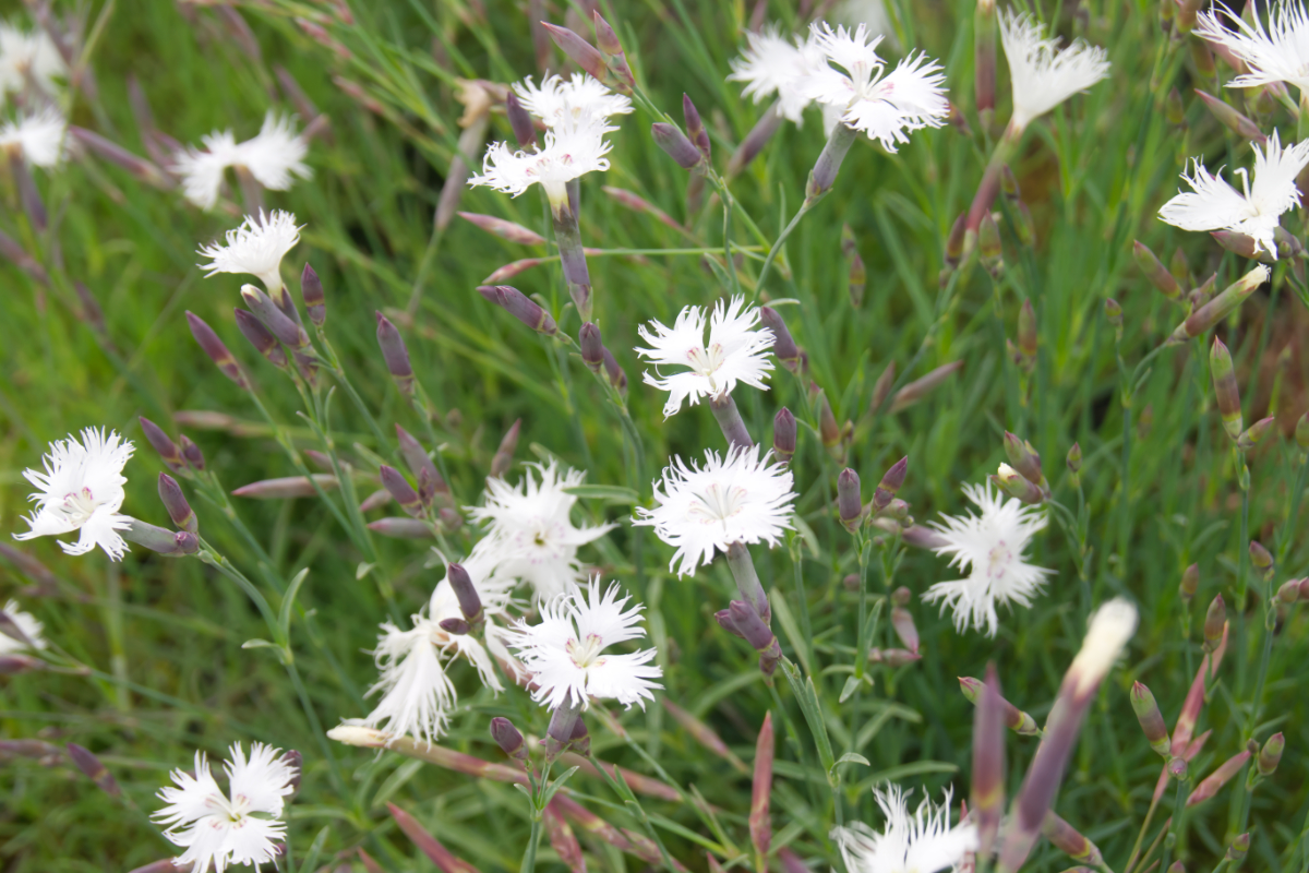 Dianthus arenarius - Sandnelke
