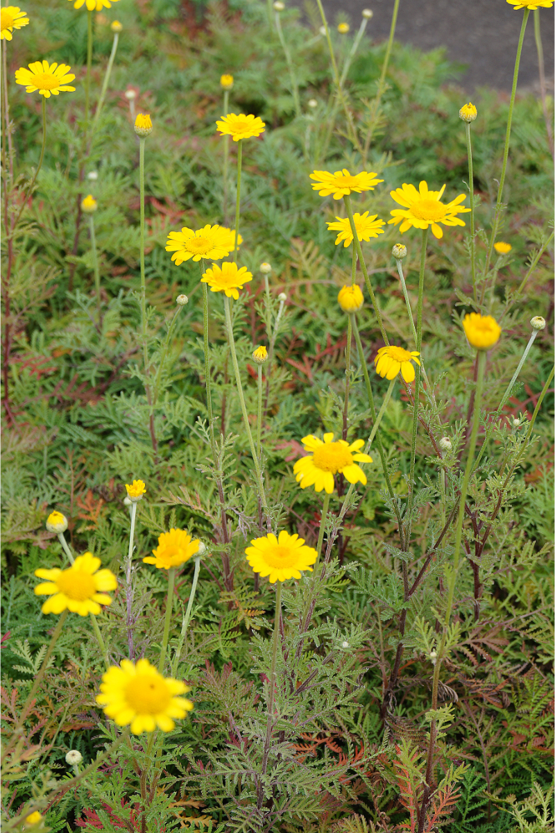 Anthemis tinctoria