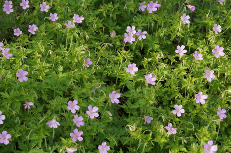 Geranium endressii