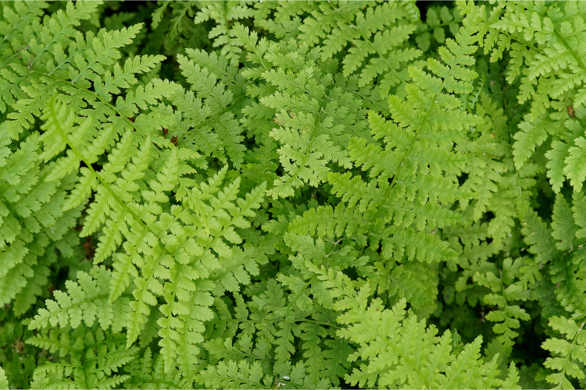 Athyrium filix-femina gen. - Frauenfarn
