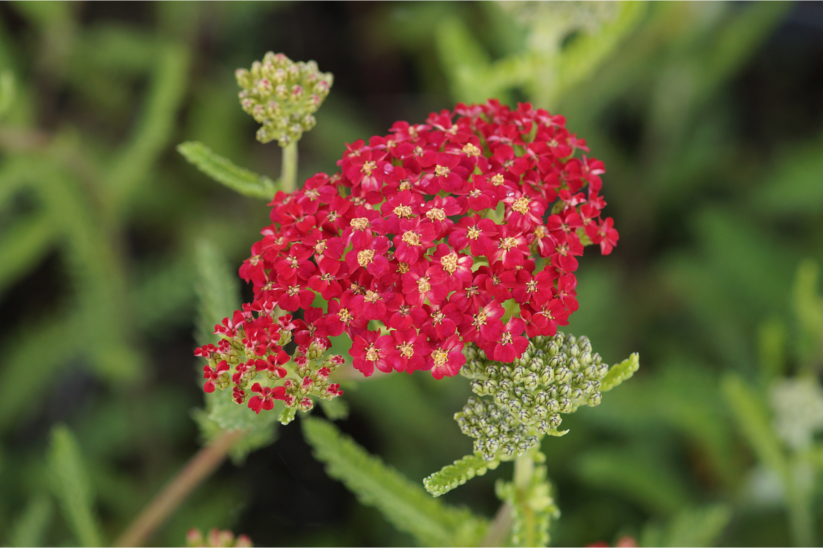Achillea Millefolium-Hybr. 'Paprika' - Schafgarbe