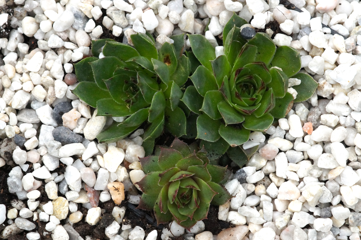 Sempervivum tectorum - Dachwurz, Hauswurz