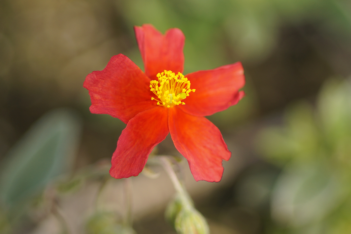 Helianthemum Hybride 'Fire Flame'