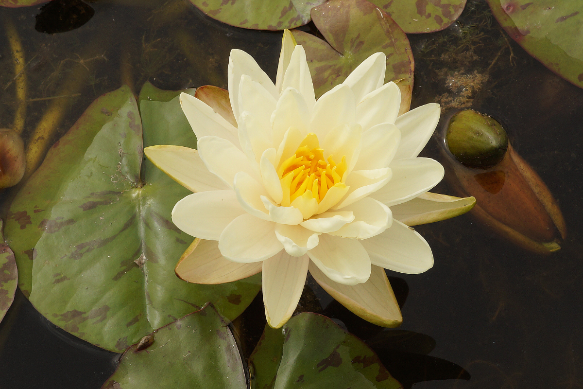 Nymphaea Hybride 'Denver'