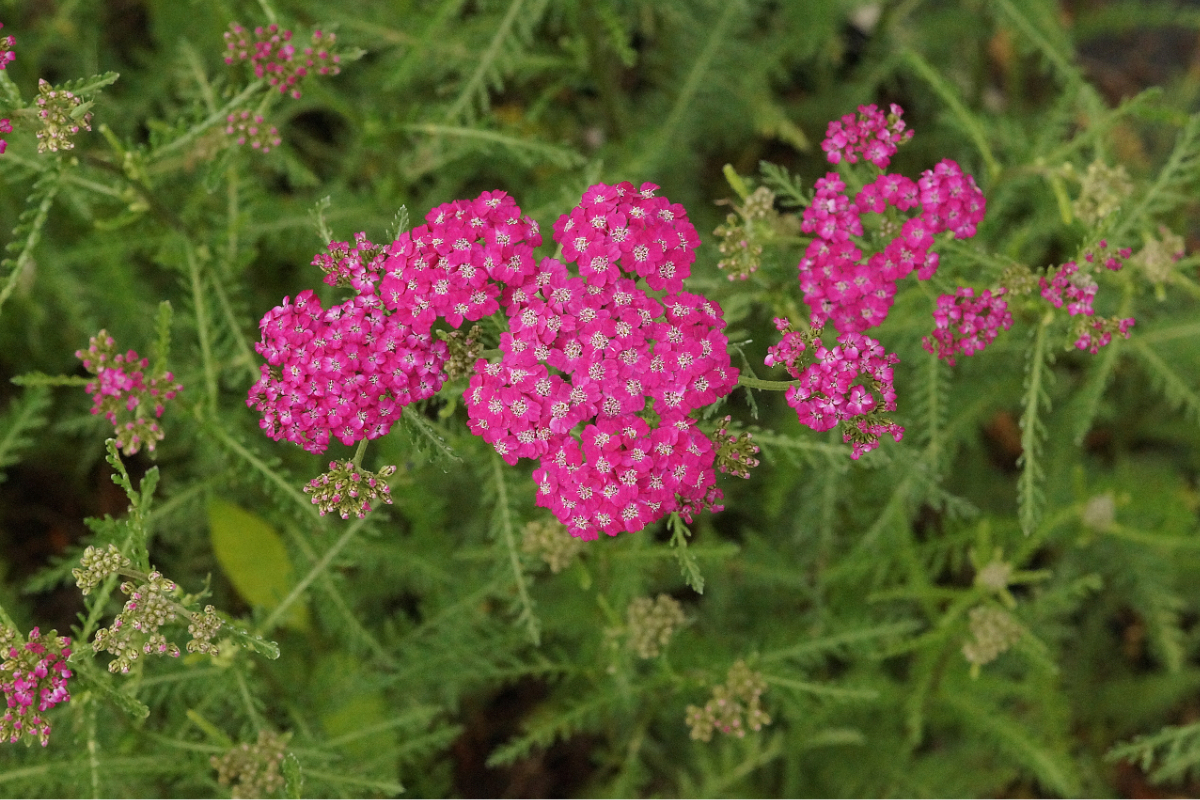 Achillea Millefolium-Hybr. 'Kelwayi' - Schafgarbe