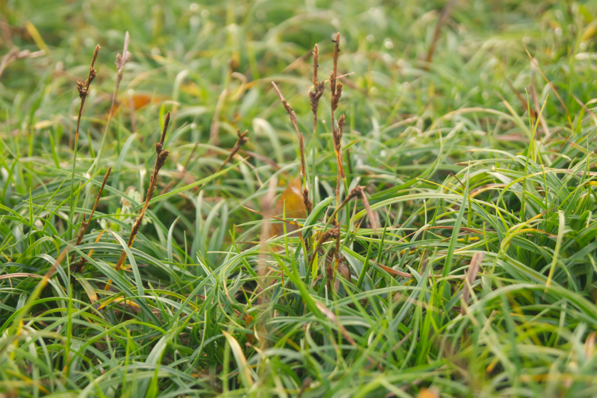 Carex digitata 'The Beatles' - Schopfsegge