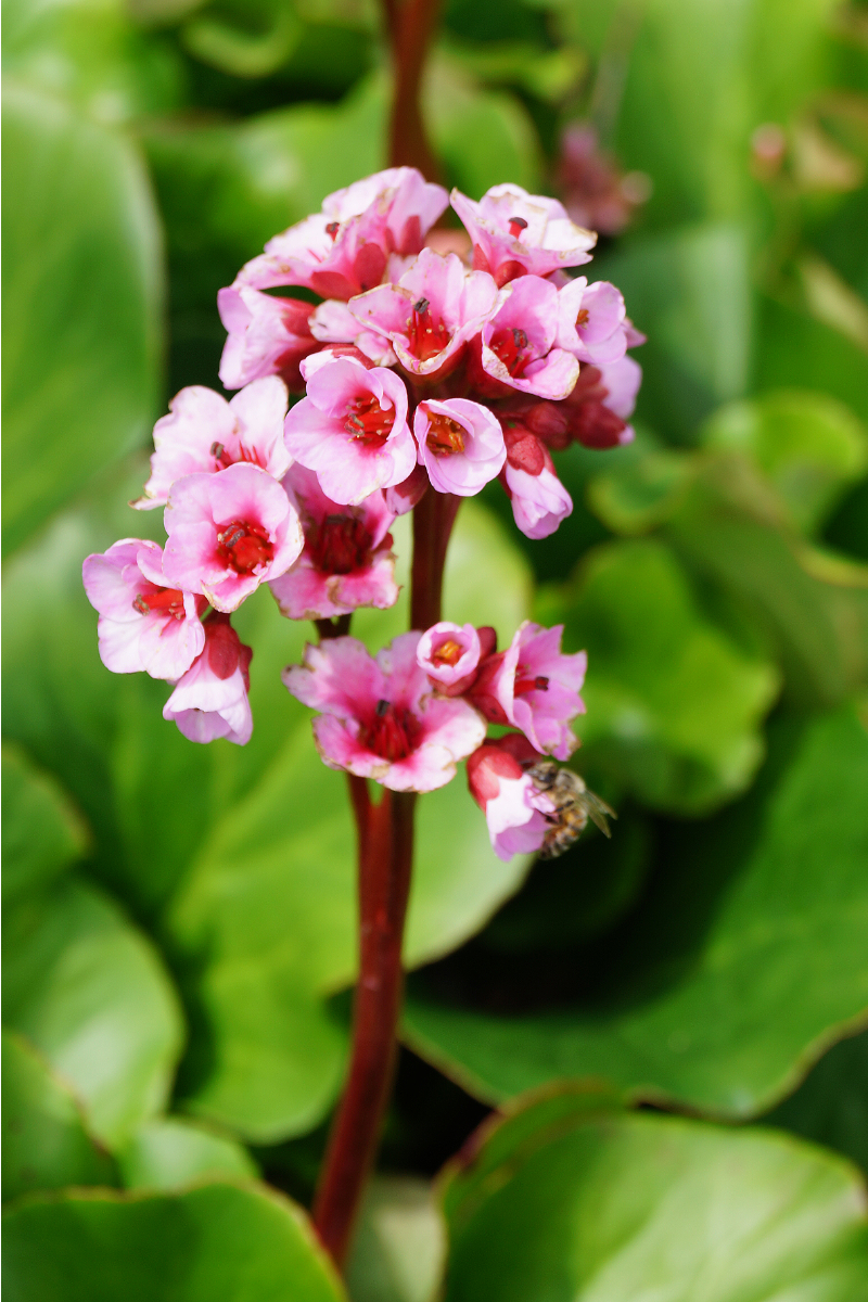 Bergenia Hybride 'Herbstblüte'