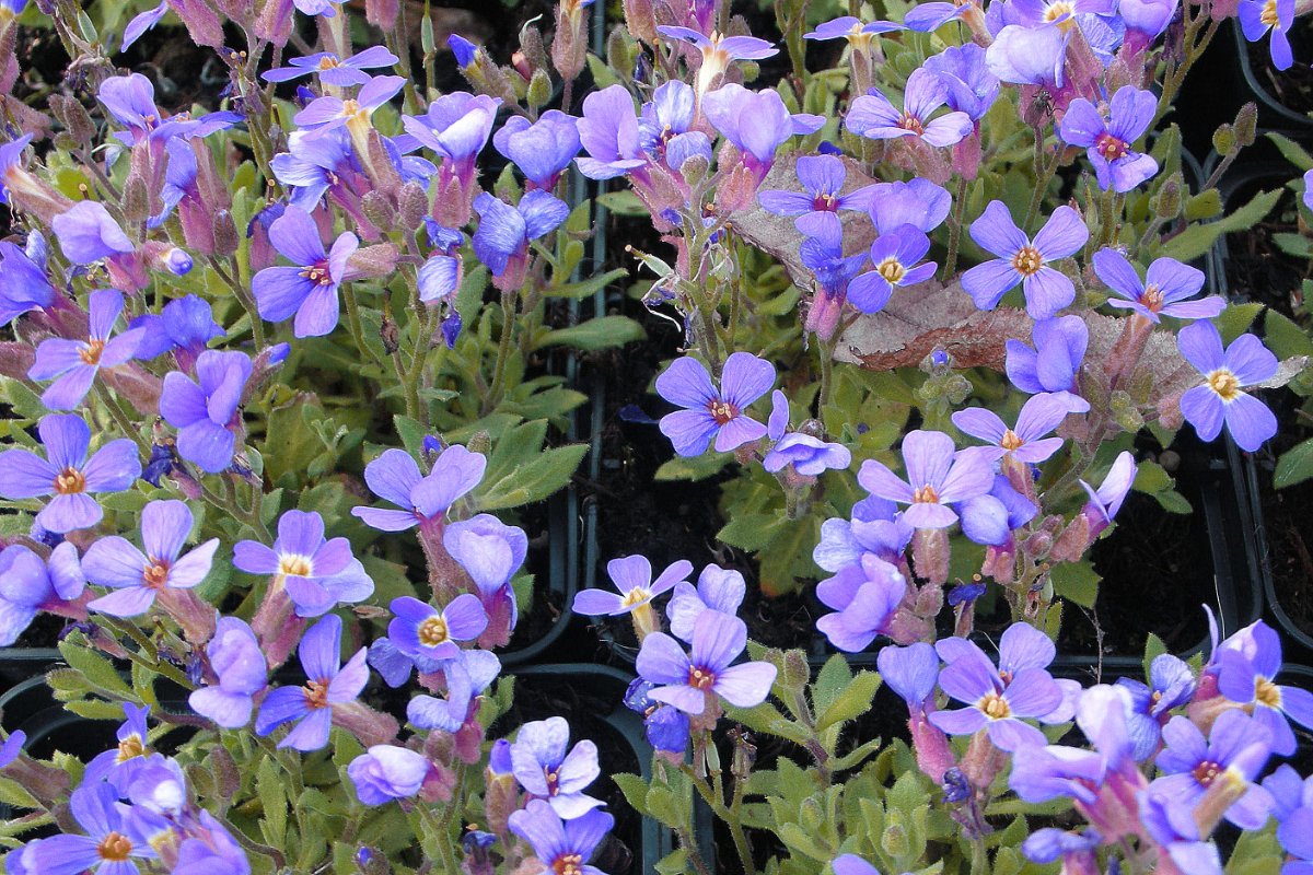 Aubrieta Hybride 'Hürth' - Blaukissen