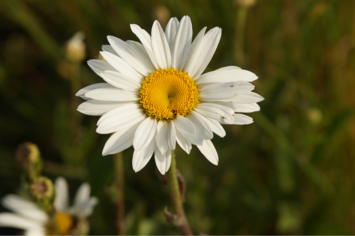 Leucanthemum x superbum 'Brightside' - Gartenmargerite