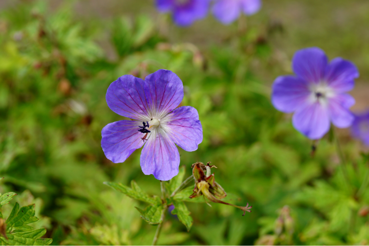 Geranium pratense  'Johnson's Blue'