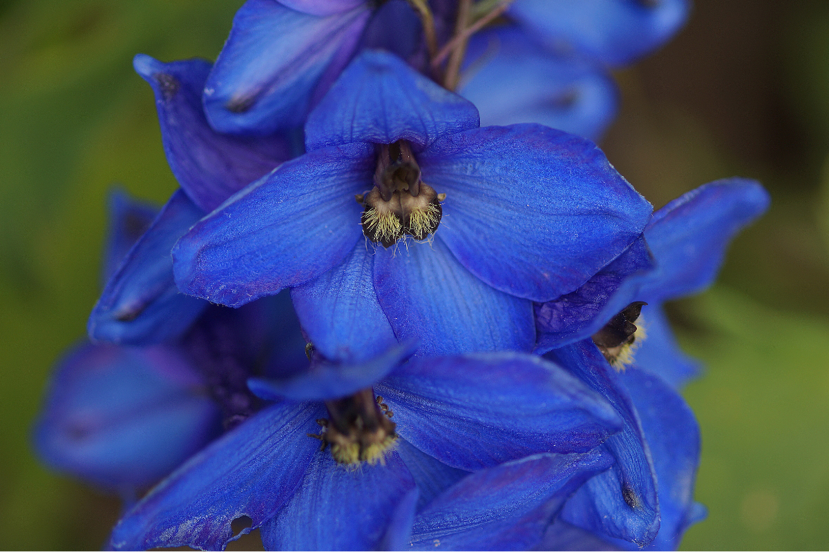Delphinium Elatum-Hybr. 'Grünberg'