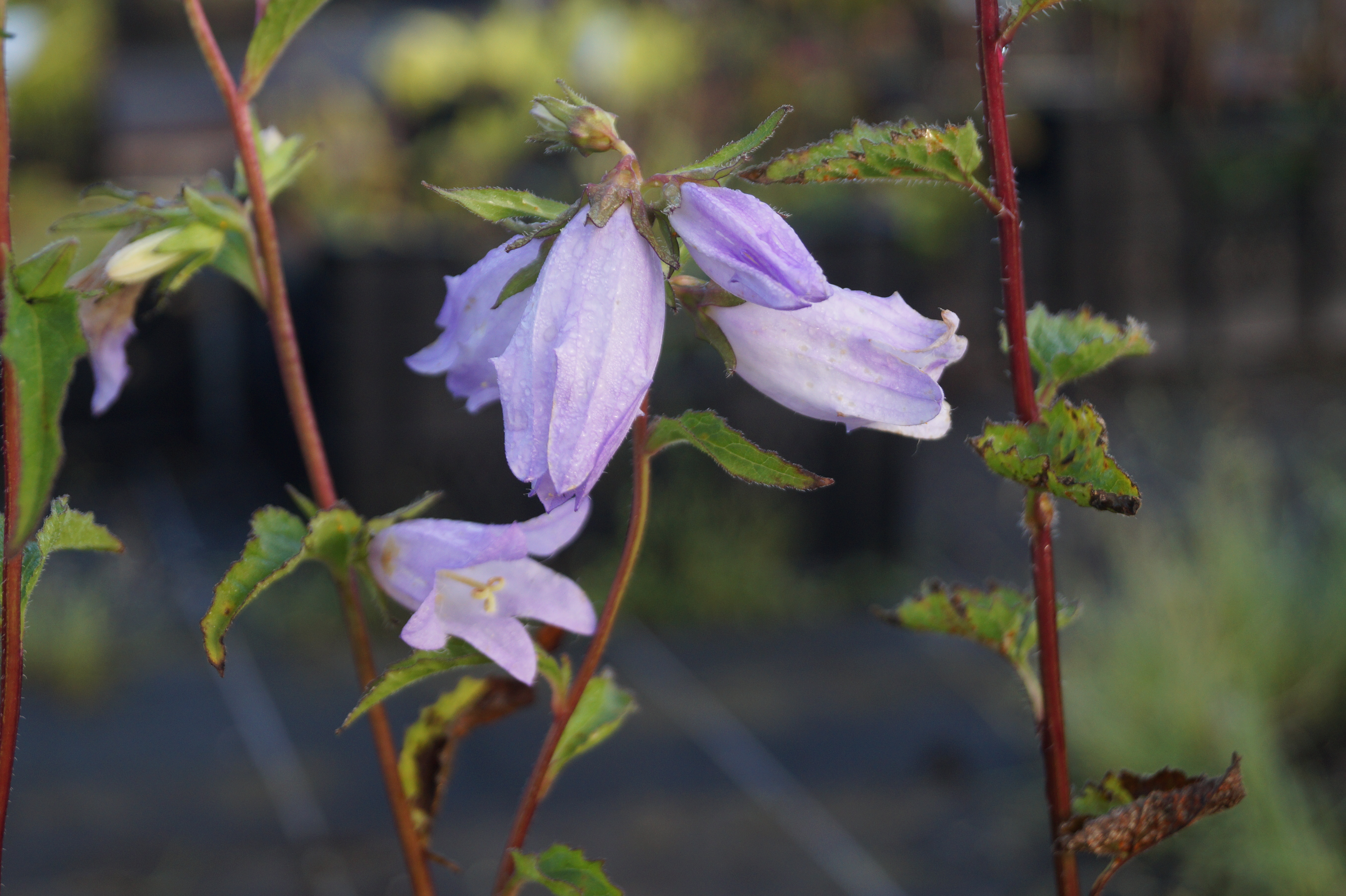 Campanula trachelium - Nesselblättrige Glockenblume