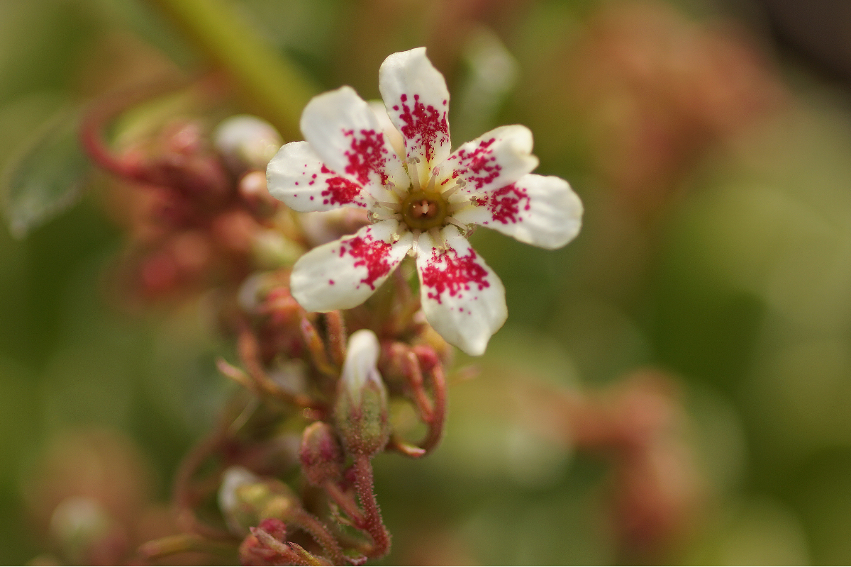 Saxifraga Hybride 'Southside Seedling'